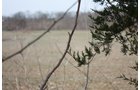 Property photo 21 - ABSOLUTE AUCTION - 298 Acres Offered in 4 Tracts